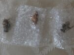 Hallmark Keepsake Ornament Ewoks 4